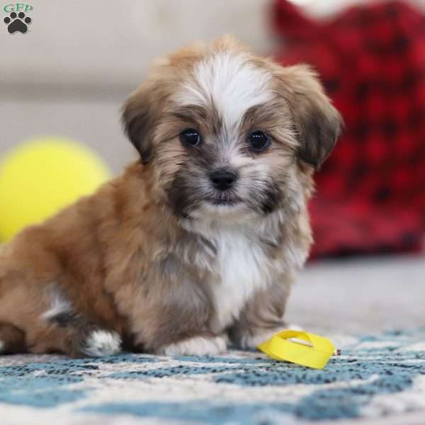 Cannon, Lhasa Apso Puppy